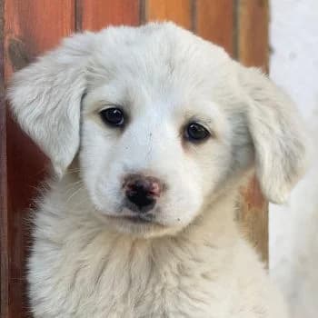 Saki, female puppy Mixed Breed for adoption at Hundegarten Serres, Euskirchen