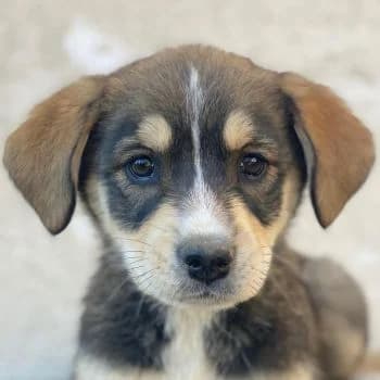 Sissy, female puppy Mixed Breed for adoption at Hundegarten Serres, Euskirchen