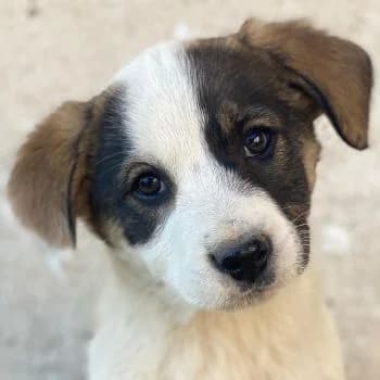 Yoko, female puppy Mixed Breed for adoption at Hundegarten Serres, Euskirchen