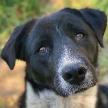 Sora, female young Mixed Breed for adoption at Hundegarten Serres, Euskirchen
