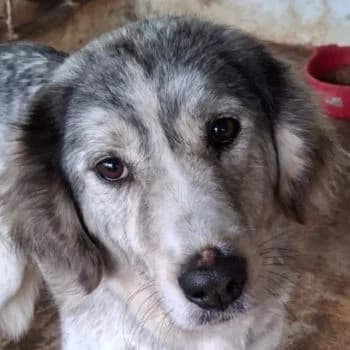 Taika, female young Mixed Breed for adoption at Hundegarten Serres, Euskirchen
