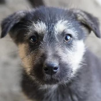 Hossam, male puppy Mixed Breed for adoption at Hundegarten Serres, Euskirchen