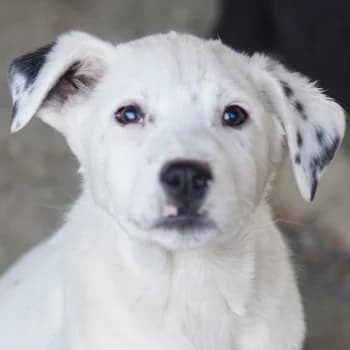 Yaspi, male puppy Mixed Breed for adoption at Hundegarten Serres, Euskirchen