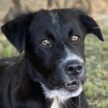 Abby, female young Mixed Breed for adoption at Hundegarten Serres, Euskirchen