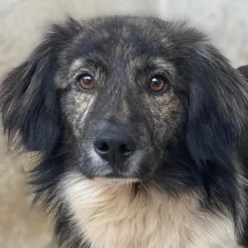 Achilles, male young Mixed Breed for adoption at Hundegarten Serres, Euskirchen