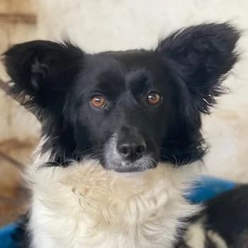 Aeris, male young Mixed Breed for adoption at Hundegarten Serres, Euskirchen