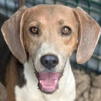 Affleck, male 3yo Mixed Breed for adoption at Hundegarten Serres, Euskirchen