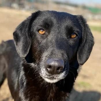 Africa, female 7yo Mixed Breed for adoption at Hundegarten Serres, Euskirchen