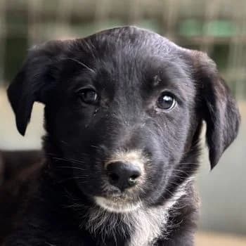 Aika, female puppy Mixed Breed for adoption at Hundegarten Serres, Euskirchen