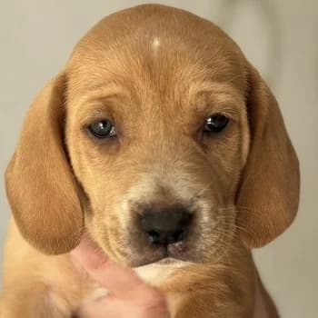 Alice, female puppy Mixed Breed for adoption at Hundegarten Serres, Euskirchen