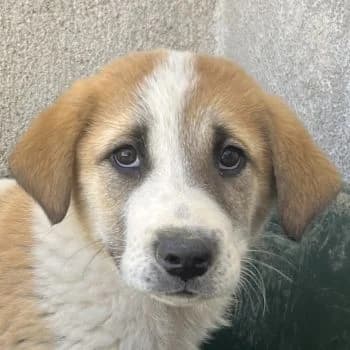 Alma, female puppy Mixed Breed for adoption at Hundegarten Serres, Euskirchen