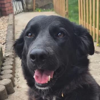 Aluna, female young Mixed Breed for adoption at Hundegarten Serres, Euskirchen