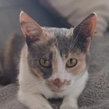 Pardalo, 5yo Mixed Breed for adoption at Hundegarten Serres, Euskirchen