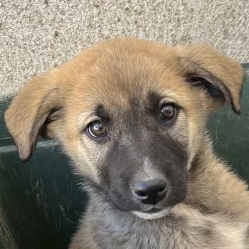 Amber, female puppy Mixed Breed for adoption at Hundegarten Serres, Euskirchen