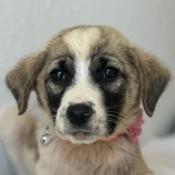 Amira, female puppy Mixed Breed for adoption at Hundegarten Serres, Euskirchen