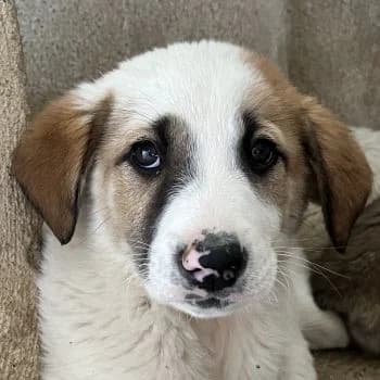 Amon, male puppy Mixed Breed for adoption at Hundegarten Serres, Euskirchen