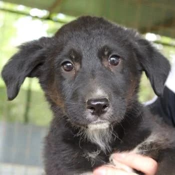 Amy, female puppy Mixed Breed for adoption at Hundegarten Serres, Euskirchen