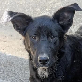 Amy, female puppy Mixed Breed for adoption at Hundegarten Serres, Euskirchen
