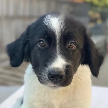 Anastasia, female young Mixed Breed for adoption at Hundegarten Serres, Euskirchen