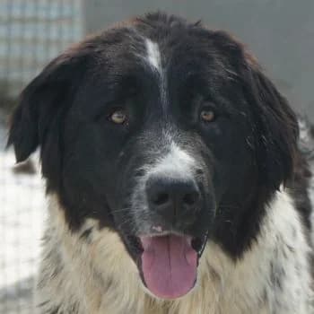 Anastasia, female young Mixed Breed for adoption at Hundegarten Serres, Euskirchen