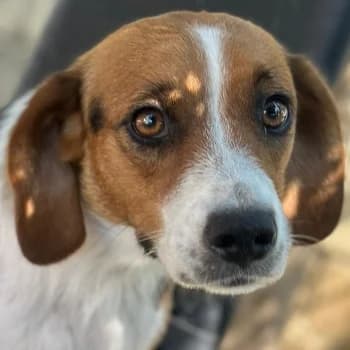 Andrea, female young Mixed Breed for adoption at Hundegarten Serres, Euskirchen