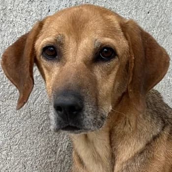 Angelina, female 4yo Mixed Breed for adoption at Hundegarten Serres, Euskirchen