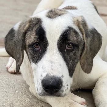 Antoya, female young Mixed Breed for adoption at Hundegarten Serres, Euskirchen
