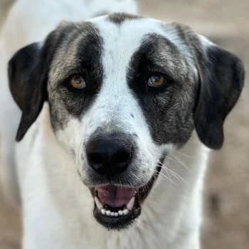 Antoya, female young Mixed Breed for adoption at Hundegarten Serres, Euskirchen