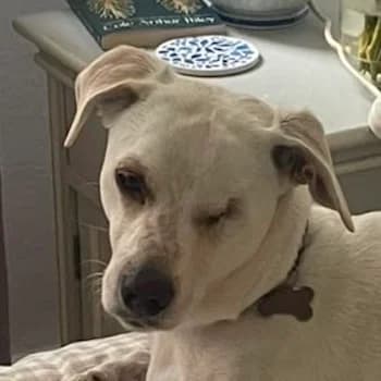 Arctos, male young Mixed Breed for adoption at Hundegarten Serres, Euskirchen