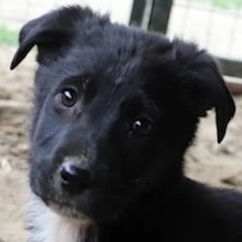 Ares, male puppy Mixed Breed for adoption at Hundegarten Serres, Euskirchen