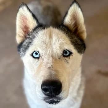 Argie, male 4yo Mixed Breed for adoption at Hundegarten Serres, Euskirchen