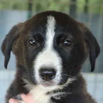 Aria, female puppy Mixed Breed for adoption at Hundegarten Serres, Euskirchen
