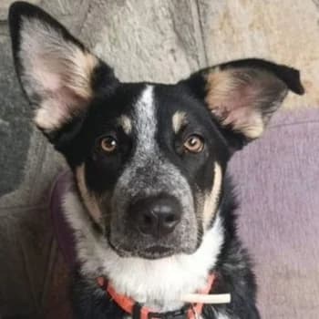 Aris, male puppy Mixed Breed for adoption at Hundegarten Serres, Euskirchen