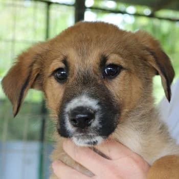 Ascia, female puppy Mixed Breed for adoption at Hundegarten Serres, Euskirchen