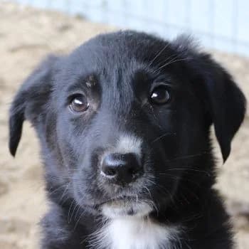 Ash, male puppy Mixed Breed for adoption at Hundegarten Serres, Euskirchen