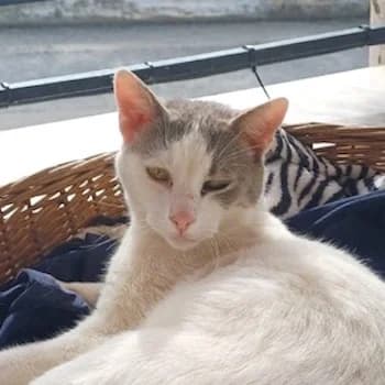 Asproulis, 4yo Mixed Breed for adoption at Hundegarten Serres, Euskirchen