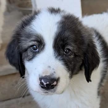 Aster, male puppy Mixed Breed for adoption at Hundegarten Serres, Euskirchen