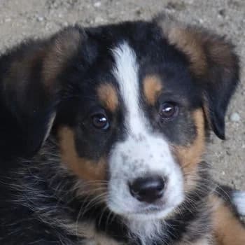 Atlas, male puppy Mixed Breed for adoption at Hundegarten Serres, Euskirchen