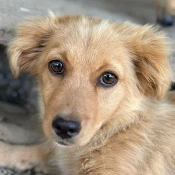 Audrey, female puppy Mixed Breed for adoption at Hundegarten Serres, Euskirchen