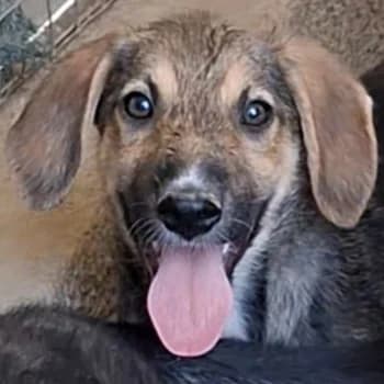 Auron, male puppy Mixed Breed for adoption at Hundegarten Serres, Euskirchen