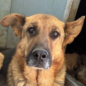Ava, female young Mixed Breed for adoption at Hundegarten Serres, Euskirchen