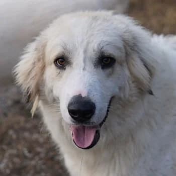 Bacardi, male 5yo Mixed Breed for adoption at Hundegarten Serres, Euskirchen