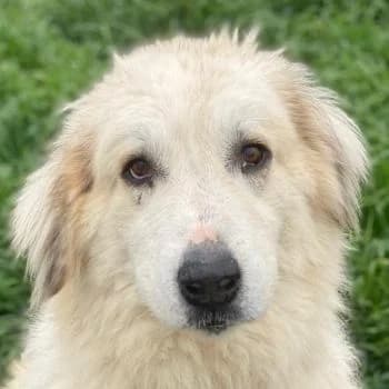 Bacardi, male 5yo Mixed Breed for adoption at Hundegarten Serres, Euskirchen