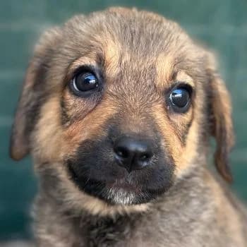 Bagel, male puppy Mixed Breed for adoption at Hundegarten Serres, Euskirchen