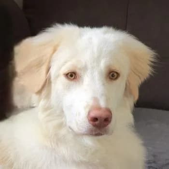 Balda, female young Mixed Breed for adoption at Hundegarten Serres, Euskirchen