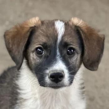 Bambi, female puppy Mixed Breed for adoption at Hundegarten Serres, Euskirchen