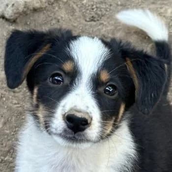 Banksy, male puppy Mixed Breed for adoption at Hundegarten Serres, Euskirchen