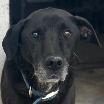 Bantouz, male senior Mixed Breed for adoption at Hundegarten Serres, Euskirchen