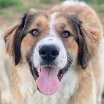 Barkley, male young Mixed Breed for adoption at Hundegarten Serres, Euskirchen
