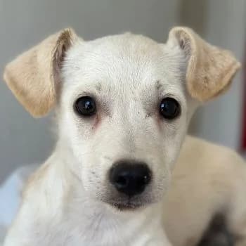 Becks, male puppy Mixed Breed for adoption at Hundegarten Serres, Euskirchen